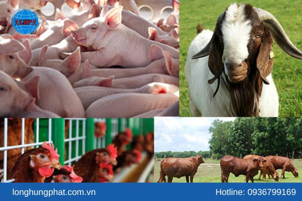 Động vật chăn nuôi vì mục đích tiêu thụ sẽ bị cấm
